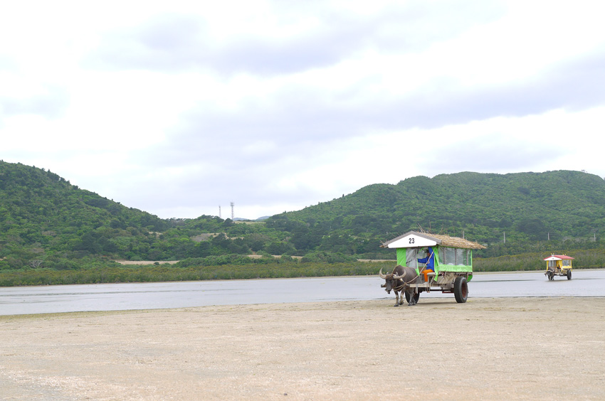西表島・由布島。水牛車で渡る南国ゆるスポット。【05】