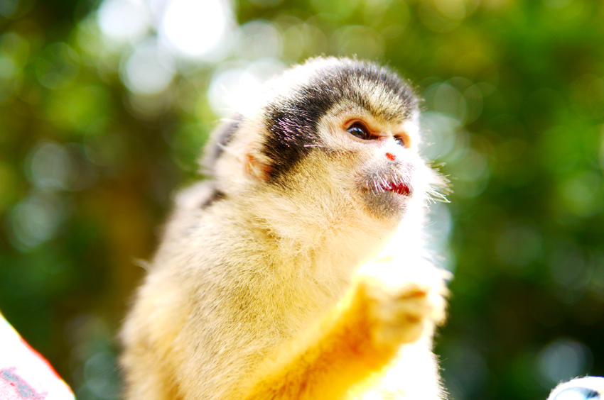 石垣島・石垣やいま村、あの手のやわらかさを知ったらリスザルに萌えざるを得ない。【09】