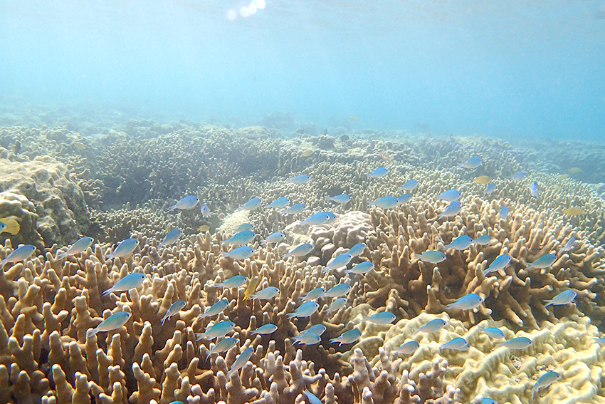 【シーカヤック・キャンプ】海辺のさんぽ社で絶品無人島キャンプしたよ【奄美大島・加計呂麻島 女もつらいわ 12】