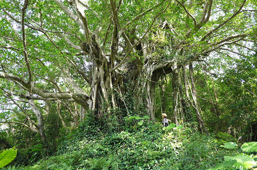 【武名】樹齢不明！　島で一番大きいガジュマルの巨木【奄美大島・加計呂麻島 女もつらいわ 16】