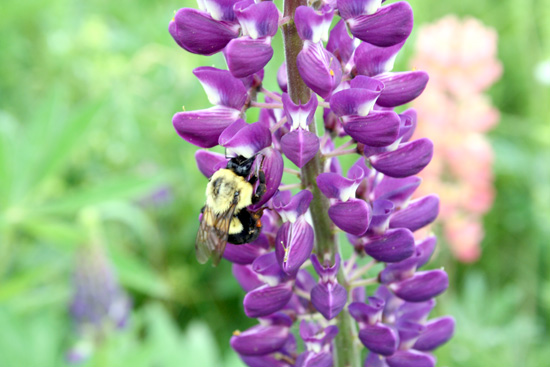 20110703_2161663