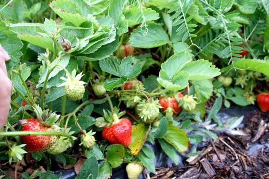 20110706_2165096