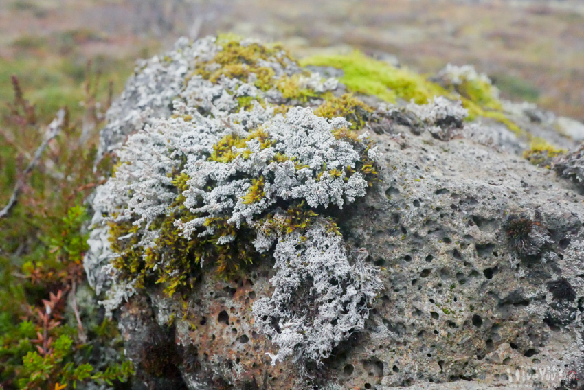 アイスランドの堅い溶岩石に這う苔