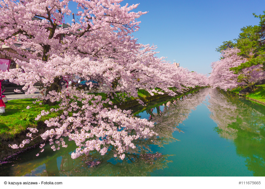 hirosaki park cherry brossom